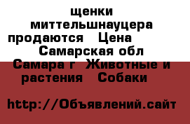 щенки миттельшнауцера продаются › Цена ­ 20 000 - Самарская обл., Самара г. Животные и растения » Собаки   